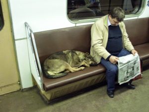 perros metro moscu 4 1